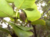 Partulina proxima Terrestrial,Stylommatophora,Achatinellidae,Gastropoda,Endangered,IUCN Red List,Mollusca,Animalia,Partulina,North America,proxima,Herbivorous