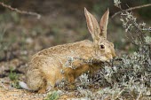 Cape hare feeding Feeding,Feeding behaviour,Rabbits, Hares,Leporidae,Mammalia,Mammals,Lagomorpha,Hares and Rabbits,Chordates,Chordata,Least Concern,Temperate,Semi-desert,Terrestrial,Lepus,Herbivorous,Asia,Africa,Scrub,