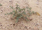 Indigofera argentea flowering Flower,Deserts,Mature form,Leaves,Habitat,Species in habitat shot,Terrestrial,Photosynthetic,Leguminosae,Plantae,Indigofera,Africa,Tracheophyta,Fabales,Magnoliopsida