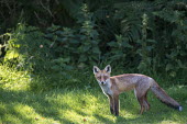 Red fox at edge of forest Chordates,Chordata,Mammalia,Mammals,Carnivores,Carnivora,Dog, Coyote, Wolf, Fox,Canidae,Asia,Africa,Common,Riparian,Terrestrial,Animalia,vulpes,Omnivorous,Vulpes,Urban,Europe,Temperate,Mountains,Agric