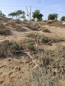 Pan dropseed branch Seeds,Habitat,Species in habitat shot,Mature form,Desert,Liliopsida,Not Evaluated,Africa,Asia,Terrestrial,IUCN Red List,Tracheophyta,Gramineae,Sporobolus,Plantae,Cyperales,Photosynthetic