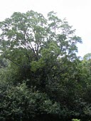 Cigar-box wood in habitat Mature form,Leaves,Cedrela,Terrestrial,Tracheophyta,Vulnerable,Tropical,North America,Sapindales,Photosynthetic,South America,Meliaceae,odorata,Magnoliopsida,Plantae,Appendix III,IUCN Red List