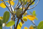 Rodrigues warbler, front view Adult,Passeriformes,Terrestrial,Scrub,Aves,Flying,Chordata,Carnivorous,Savannah,Africa,Animalia,rodericanus,Acrocephalus,Agricultural,Endangered,Sylviidae,IUCN Red List