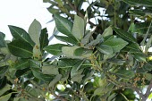 Myristica ceylanica var. cagayanensis leaves and developing flowers Leaves,Terrestrial,Forest,Africa,Tracheophyta,Myristicaceae,Magnoliales,Vulnerable,Plantae,Myristica,Magnoliopsida,Photosynthetic,IUCN Red List