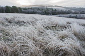 Hoar frost over heathland