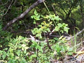 Kookoolau leaves and branches Mature form,Compositae,Magnoliopsida,Sub-tropical,wiebkei,Pacific,Terrestrial,Asterales,Bidens,Critically Endangered,Tracheophyta,Plantae,Photosynthetic,IUCN Red List