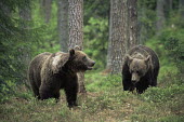 Brown bears in forest Carnivores,Carnivora,Bears,Ursidae,Chordates,Chordata,Mammalia,Mammals,Africa,Semi-desert,Europe,Broadleaved,North America,Tundra,Ursus,Appendix II,arctos,Asia,Snow and ice,Appendix I,Mountains,Least