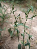 Polygonum argyrocoleum Leaves,Flower,Magnoliopsida,Polygonaceae,Tracheophyta,Terrestrial,Polygonales,Asia,Photosynthetic,Scrub,Polygonum,Not Evaluated,Plantae