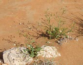 Savignya parviflora, mature plant Mature form,Photosynthetic,Magnoliopsida,Plantae,Terrestrial,Savignya,Asia,Capparales,Not Evaluated,Tracheophyta,Brassicaceae