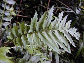 Cyanea asplenifolia leaves Leaves,Mature form,Campanulaceae,Critically Endangered,Plantae,Pacific,Magnoliopsida,Campanulales,asplenifolia,Cyanea,Tracheophyta,Terrestrial,Tropical,Photosynthetic,IUCN Red List