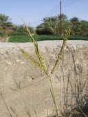 Dichanthium annulatum seeds Mature form,Fruits or berries,Plantae,Not Evaluated,Dichanthium,Australia,Cyperales,Asia,Africa,Poaceae,Terrestrial,Tracheophyta,Liliopsida,Photosynthetic