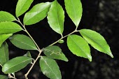 Ilex uraiensis branch Leaves,Endangered,Celastrales,Magnoliopsida,Temperate,Ilex,Tracheophyta,Terrestrial,Aquifoliaceae,Forest,Plantae,Photosynthetic,Asia,IUCN Red List