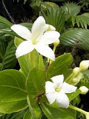 Puaala flowers Mature form,Flower,Scrub,Magnoliopsida,Tracheophyta,Critically Endangered,Campanulaceae,Soil,Photosynthetic,North America,Terrestrial,Campanulales,Rock,Brighamia,Plantae,rockii,Grassland,IUCN Red List