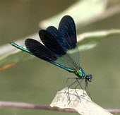 Syrian demoiselle, male Terrestrial,Calopteryx,Insecta,Aquatic,IUCN Red List,syriaca,Fresh water,Asia,Calopterygidae,Odonata,Carnivorous,Animalia,Endangered,Arthropoda,Flying