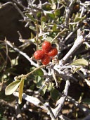 Grewia erythraea fruits Tim Harrison Leaves,Mature form,Fruits or berries,Habitat,Species in habitat shot,IUCN Red List,Asia,Africa,Terrestrial,Tiliaceae,Tracheophyta,Photosynthetic,Not Evaluated,Desert,Grewia,Malvales,Magnoliopsida,Plantae