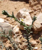 Echiochilon kotschyi Flower,Mature form,Boraginaceae,Terrestrial,Plantae,Lamiales,Tracheophyta,Not Evaluated,Asia,Photosynthetic,Magnoliopsida,Echiochilon