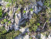 Puaala in cliff-side habitat Flower,Habitat,Mature form,Species in habitat shot,Scrub,Magnoliopsida,Tracheophyta,Critically Endangered,Campanulaceae,Soil,Photosynthetic,North America,Terrestrial,Campanulales,Rock,Brighamia,Planta