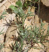 Lappula spinocarpos flowering Flower,Leaves,Mature form,Habitat,Species in habitat shot,Magnoliopsida,Photosynthetic,Lappula,Lamiales,Tracheophyta,Terrestrial,Asia,Plantae,Boraginaceae,Desert