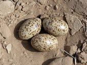 Pin-tailed sandgrouse eggs Egg,Pterocles,Flying,Least Concern,Asia,IUCN Red List,Semi-desert,Terrestrial,Chordata,Animalia,Columbiformes,Herbivorous,Pteroclididae,Africa,Aves,Europe