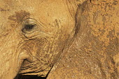 African elephant face detail Elephants,Elephantidae,Chordates,Chordata,Elephants, Mammoths, Mastodons,Proboscidea,Mammalia,Mammals,Appendix I,Africa,Appendix II,Savannah,Herbivorous,Terrestrial,Animalia,Convention on Migratory Sp