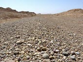 Pin-tailed sandgrouse nest in habitat Egg,Pterocles,Flying,Least Concern,Asia,IUCN Red List,Semi-desert,Terrestrial,Chordata,Animalia,Columbiformes,Herbivorous,Pteroclididae,Africa,Aves,Europe