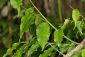 Ilex arisanensis branch Leaves,Endangered,Tracheophyta,IUCN Red List,Aquifoliaceae,Coniferous,Ilex,Photosynthetic,Celastrales,Terrestrial,Asia,Magnoliopsida,Temperate,Plantae,Forest