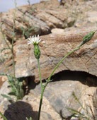 Volutaria sinaica flower Flower,Magnoliopsida,Plantae,Terrestrial,Asteraceae,Desert,Asterales,Tracheophyta,Africa,Volutaria,Photosynthetic