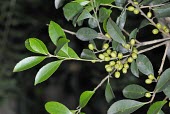 Ilex uraiensis berries on branch Mature form,Leaves,Fruits or berries,Endangered,Celastrales,Magnoliopsida,Temperate,Ilex,Tracheophyta,Terrestrial,Aquifoliaceae,Forest,Plantae,Photosynthetic,Asia,IUCN Red List