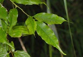 Ilex arisanensis leaves Leaves,Mature form,Endangered,Tracheophyta,IUCN Red List,Aquifoliaceae,Coniferous,Ilex,Photosynthetic,Celastrales,Terrestrial,Asia,Magnoliopsida,Temperate,Plantae,Forest