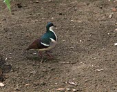 Negros bleeding-heart on ground Adult,Flying,Animalia,Sub-tropical,Aves,Columbidae,Chordata,Critically Endangered,keayi,Asia,Columbiformes,Gallicolumba,IUCN Red List