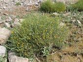 Pulicaria undulata, mature plant Mature form,Compositae,Africa,Photosynthetic,Asterales,Terrestrial,Plantae,Magnoliopsida,Pulicaria,Tracheophyta