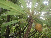 Haleakala clermontia fruting Fruits or berries,Mature form,Magnoliopsida,Clermontia,Terrestrial,Plantae,Tracheophyta,Campanulaceae,IUCN Red List,North America,Photosynthetic,Campanulales,tuberculata,Endangered