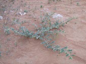 Tribulus pentandrus emerging from the sand Leaves,Habitat,Mature form,Species in habitat shot,Desert,Photosynthetic,Not Evaluated,IUCN Red List,Magnoliopsida,Africa,Asia,Tracheophyta,Terrestrial,Tribulus,Zygophyllaceae,Plantae,Sapindales