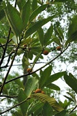 Fruiting Myristica ceylanica var. cagayanensis Fruits or berries,Mature form,Terrestrial,Forest,Africa,Tracheophyta,Myristicaceae,Magnoliales,Vulnerable,Plantae,Myristica,Magnoliopsida,Photosynthetic,IUCN Red List