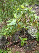 Kauila sapling Immature form,Vulnerable,Plantae,Forest,North America,Terrestrial,Photosynthetic,Tracheophyta,Alphitonia,Magnoliopsida,ponderosa,Rhamnales,Rhamnaceae,IUCN Red List