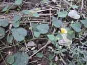 Tropical fanpetals growing in habitat Flower,Leaves,Photosynthetic,Plantae,Malvales,Magnoliopsida,Malvaceae,Terrestrial,Sida,Tracheophyta,North America