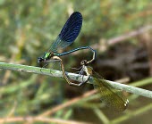 Syrian demoiselles mating Terrestrial,Calopteryx,Insecta,Aquatic,IUCN Red List,syriaca,Fresh water,Asia,Calopterygidae,Odonata,Carnivorous,Animalia,Endangered,Arthropoda,Flying