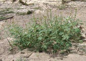 African cabbage flowering Leaves,Mature form,Flower,Agricultural,Photosynthetic,Africa,Terrestrial,North America,Australia,Europe,Magnoliopsida,Tracheophyta,Capparaceae,Capparales,Asia,Plantae,Cleome,South America