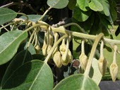 Pu'u wa'awa'a flower buds Flower,Mature form,Solanales,Convolvulaceae,Scrub,Photosynthetic,Bonamia,Terrestrial,Plantae,Critically Endangered,Magnoliopsida,Tracheophyta,North America,menziesii,IUCN Red List