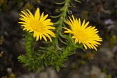 Cullumia squarrosa  flowers Mature form,Habitat,Leaves,Species in habitat shot,Flower,Cullumia,Asterales,Tracheophyta,Africa,Terrestrial,Asteraceae,Plantae,Magnoliopsida,Photosynthetic,Shore