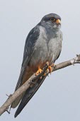 Amur falcon male Habitat,Adult,Adult Male,Species in habitat shot,Animalia,Wetlands,Least Concern,Africa,Asia,Arboreal,Grassland,Falco,Falconiformes,Carnivorous,Appendix II,Urban,Falconidae,amurensis,Chordata,Temperat