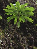 Cyanea procera Mature form,Campanulales,Plantae,Terrestrial,Cyanea,Magnoliopsida,IUCN Red List,Photosynthetic,Campanulaceae,North America,Tracheophyta,Critically Endangered