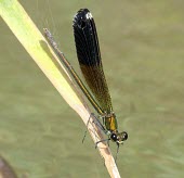 Female Syrian demoiselle Terrestrial,Calopteryx,Insecta,Aquatic,IUCN Red List,syriaca,Fresh water,Asia,Calopterygidae,Odonata,Carnivorous,Animalia,Endangered,Arthropoda,Flying