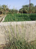 Dichanthium annulatum Mature form,Plantae,Not Evaluated,Dichanthium,Australia,Cyperales,Asia,Africa,Poaceae,Terrestrial,Tracheophyta,Liliopsida,Photosynthetic