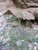 Hibiscus micranthus Mature form,Species in habitat shot,Habitat,Leaves,Asia,Magnoliopsida,Photosynthetic,Malvaceae,Hibiscus,Rock,Tracheophyta,Africa,Terrestrial,Malvales,Plantae