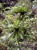 Haha Mature form,Campanulaceae,Cyanea,Tracheophyta,Terrestrial,hamatiflora,Campanulales,Plantae,Magnoliopsida,Photosynthetic,Pacific,Critically Endangered,Mountains,IUCN Red List