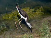 Black-winged stilt feeding Adult,Charadriidae,Lapwings, Plovers,Ciconiiformes,Herons Ibises Storks and Vultures,Chordates,Chordata,Aves,Birds,Omnivorous,Animalia,Salt marsh,himantopus,Recurvirostridae,Temporary water,Coastal,Po