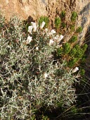 Convolvulus ulicinus Mature form,Magnoliopsida,Photosynthetic,Convolvulaceae,Terrestrial,Solanales,Tracheophyta,Asia,Not Evaluated,Plantae,Convolvulus