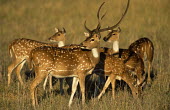 Chital/spotted deer stag with does Chordates,Chordata,Mammalia,Mammals,Cervidae,Deer,Even-toed Ungulates,Artiodactyla,Asia,South America,Forest,Animalia,Axis,Grassland,Temperate,Europe,Scrub,Least Concern,Australia,Herbivorous,Cetartio