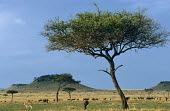 Desert date (Balanites aegyptiaca) with wildebeest (Connochaetes taurinus) and Thomson's gazelles (Gazella rufifrons) grazing on plains, Masai Mara National Reserve, Kenya